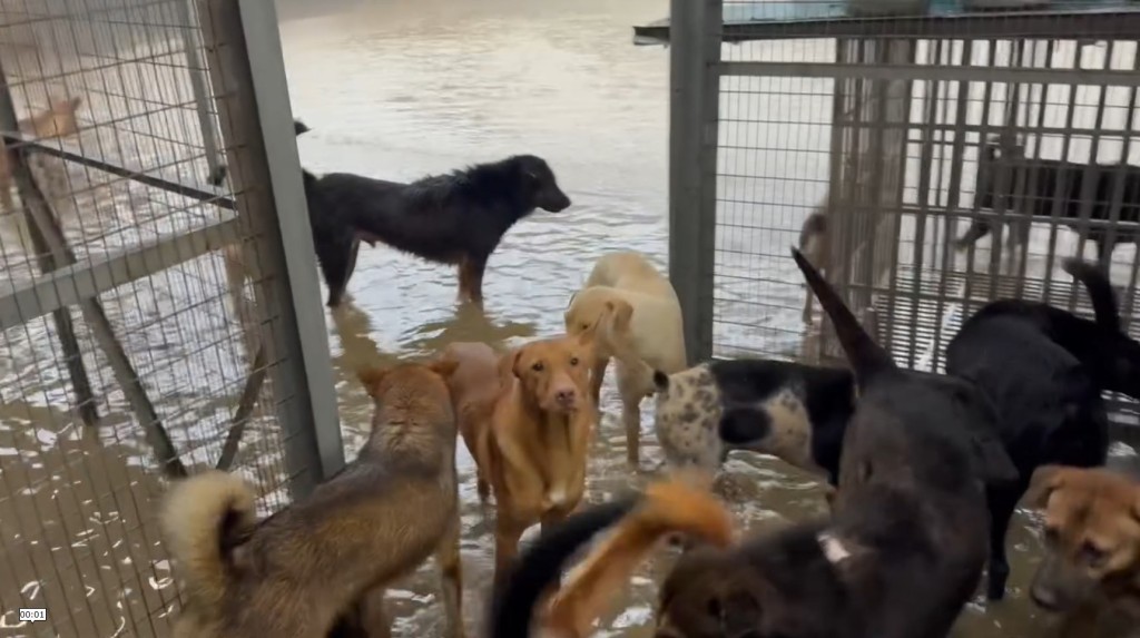 本港今日（14日）早上落起連場暴雨。主力前線救援的動物保護組織「浪浪協進會」，位於屯門的狗場今早在黑色暴雨警告信號下出現嚴重水浸，場地頓變澤國，水深及膝。面對洪水來襲，狗狗也露出無奈神色。fb「浪浪協進會」截圖