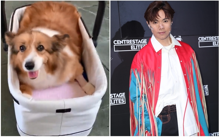 軒仔透露15歲愛犬出現出現腎衰竭,自己也有心理準備。