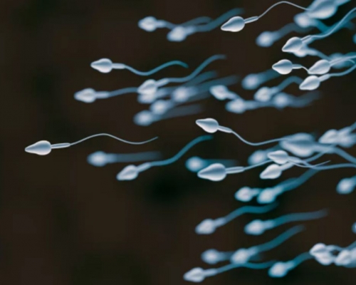 意大利研究指近20%新冠男康復者精液完全無精子。（示意圖）