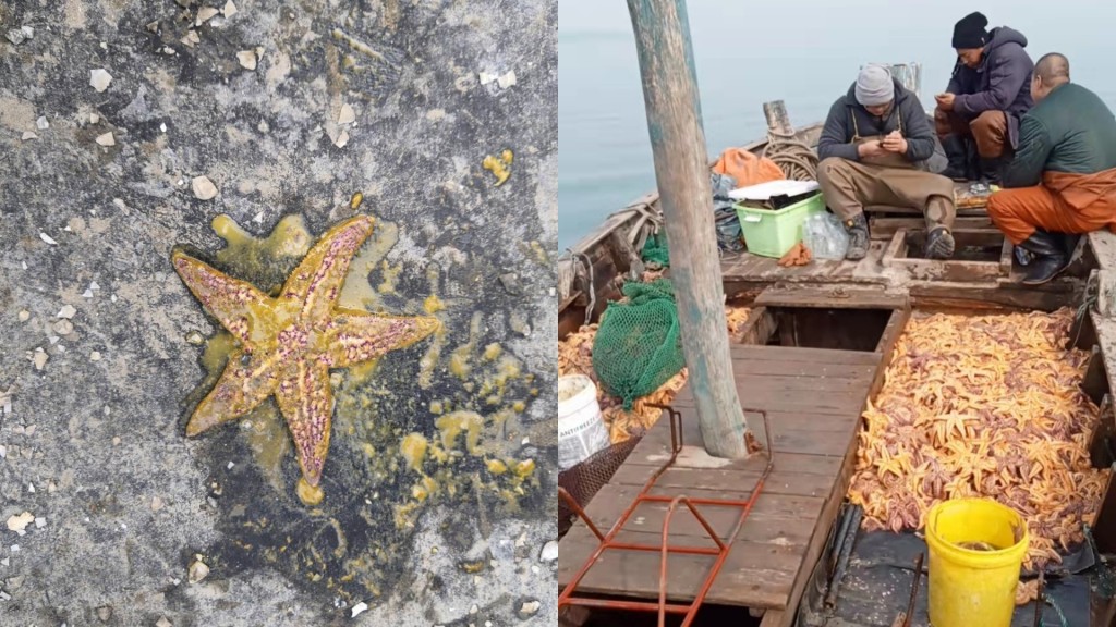 现时每天约有10艘船出海日捕捞大约1万斤海星。网图
