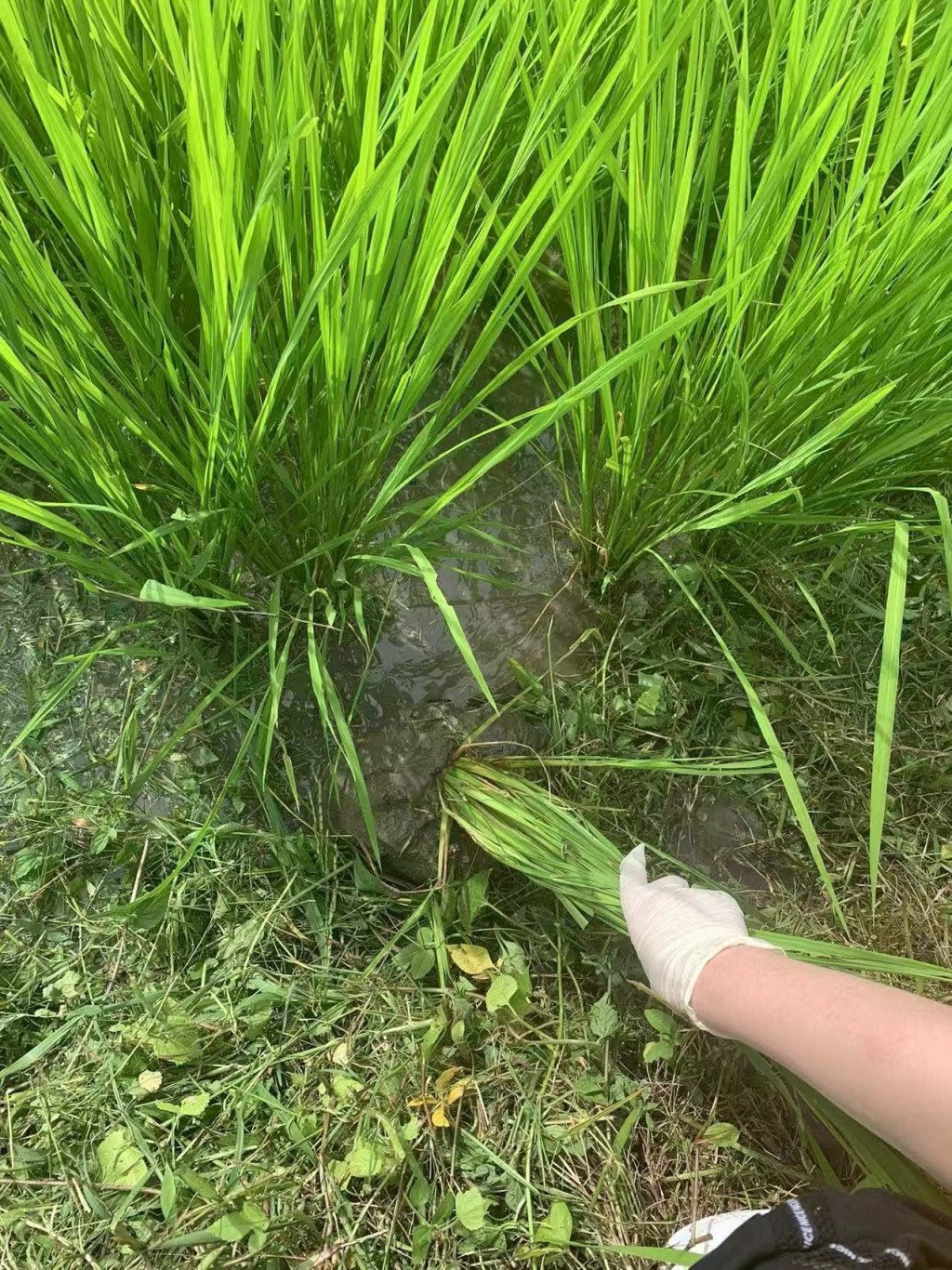 研究人員在稻田採集水稻根部及土壤樣本。中大提供