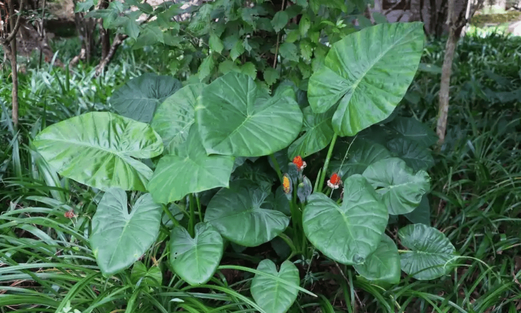 滴水观音全株均有毒性——无论是叶片、茎、花，还是块茎，都带有毒素，其中茎部毒性最强。