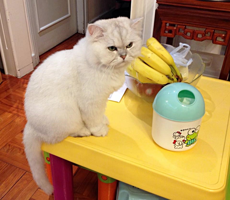 寶寶好奇心重，多次跳上檯上觀看主人舉動。網圖