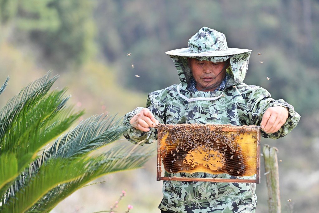 由於蜜蜂的壽命如此短暫，而且為了養活不斷增長的「人口」而須做大量工作，所以蜜蜂外出覓食時不可浪費時間迷路，這點很重要。 新華社