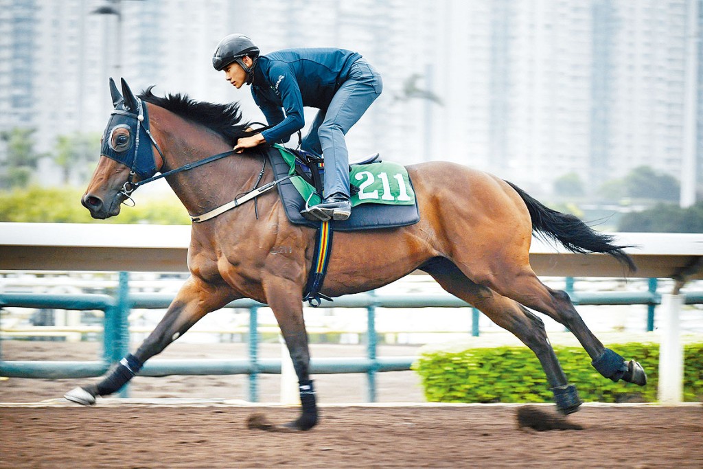 「多多配合」晨课上气宇轩昂，走势爽劲力贯注，外观无从挑剔，勇极。