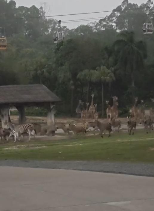廣州長隆動物園數十隻斑馬、長頸鹿「喪跑」避雨。