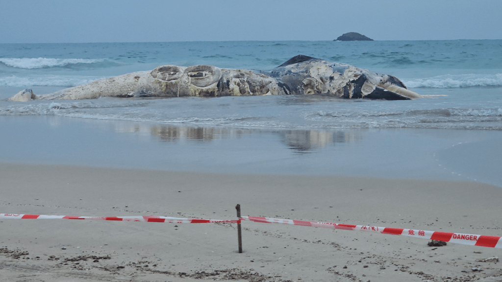 漁護署人員已圍封現場進行調查。