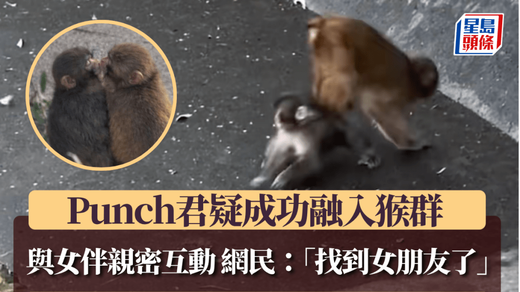 孤独Punch君｜疑成功融入猴群 与女伴亲密互动 网民：「找到女朋友了」。图片来源：X@rds_radio 影片截图，小图：X@mihamiha_trend