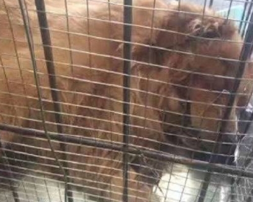 金毛犬離奇死亡,東航表示仍在調查。