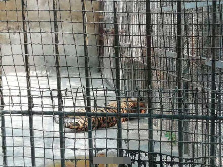 1虎被捕獲後證實死亡。網圖