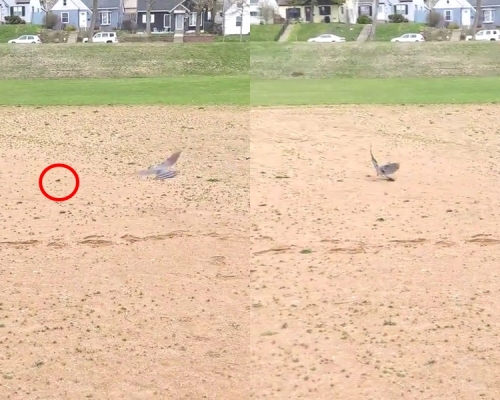 老鼠（红圈）重获自由后立刻向前狂奔。John Hayden twitter影片截图