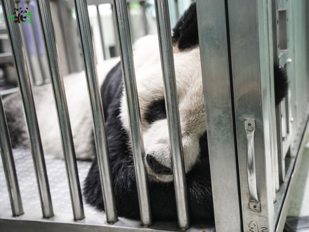 团团检查完后，返回大熊猫馆休息和用餐。