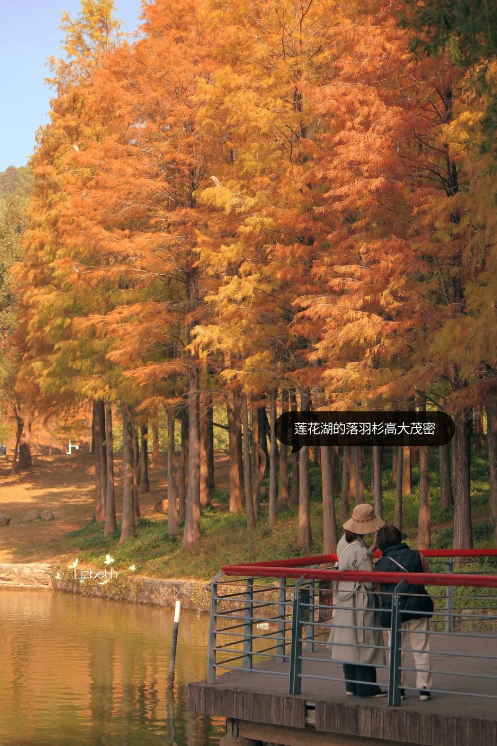 另外一到12月底，位于莲花山公园莲花湖和漾日湖的落羽松亦会转红，场面唯美。（图片来源：小红书@荔枝Lizbeth）