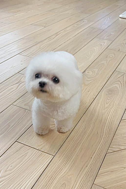 邓炳强介绍屋企新成员，是一头白色萌爆小狗Lulu。邓炳强fb