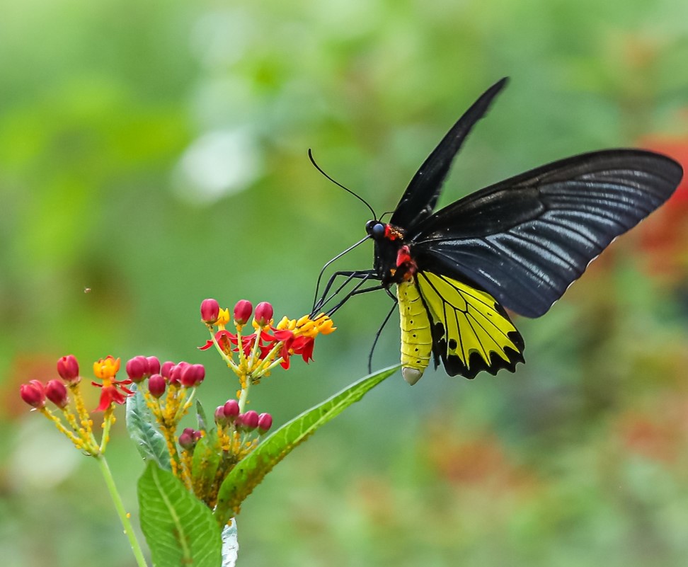 蝴蝶园内有过百种蝴蝶，如金裳凤蝶。（摄：陈极彰）