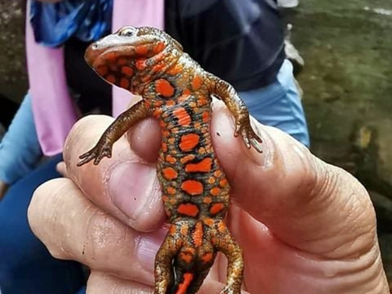 這隻蠑螈被捏到身體凹陷。「山野‧新聞庫」Facebook圖片