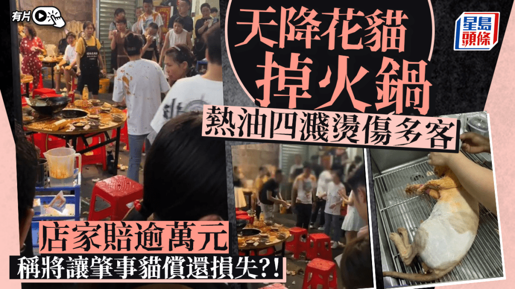 火鍋店老闆醫跌入湯底花貓 食客激讚爭幫襯變人龍店︱有片