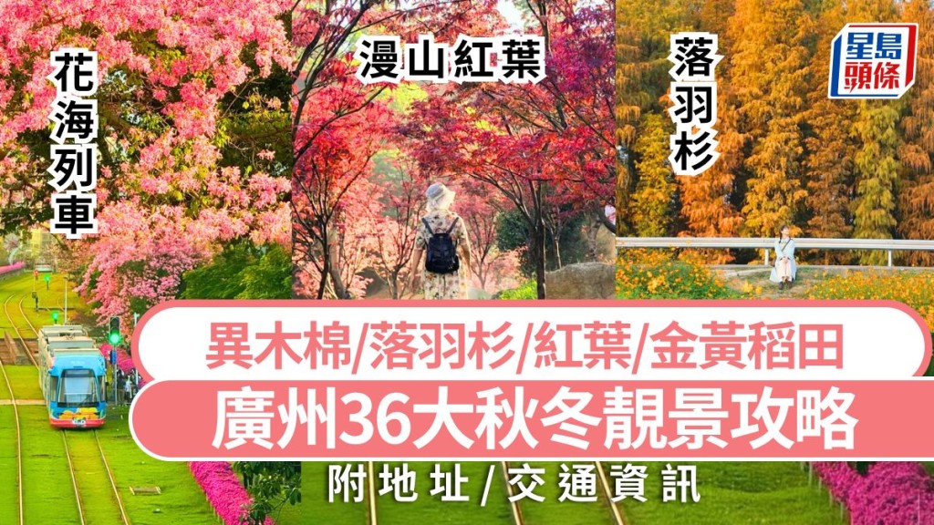廣州秋冬好去處2025｜廣州36個打卡靚景最新情報 異木棉/落羽杉/紅葉/金黃稻田 大灣區高鐵自由行攻略
