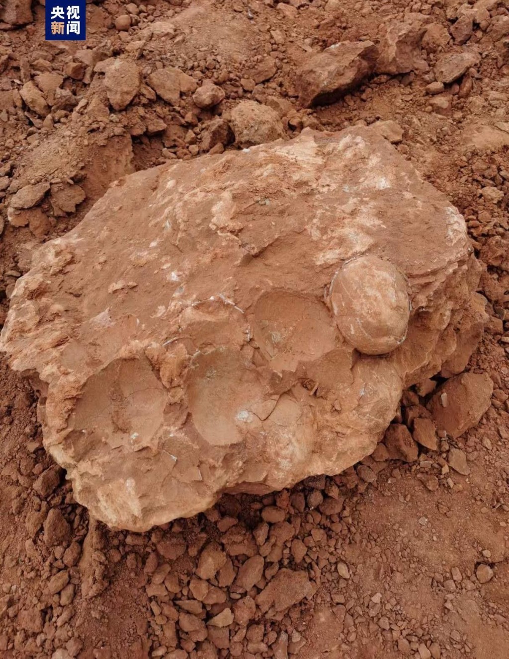 挖出三枚恐龙蛋化石，一枚化石露出大半，外壳有部分损破脱落，另两枚部分露出，保存完好。