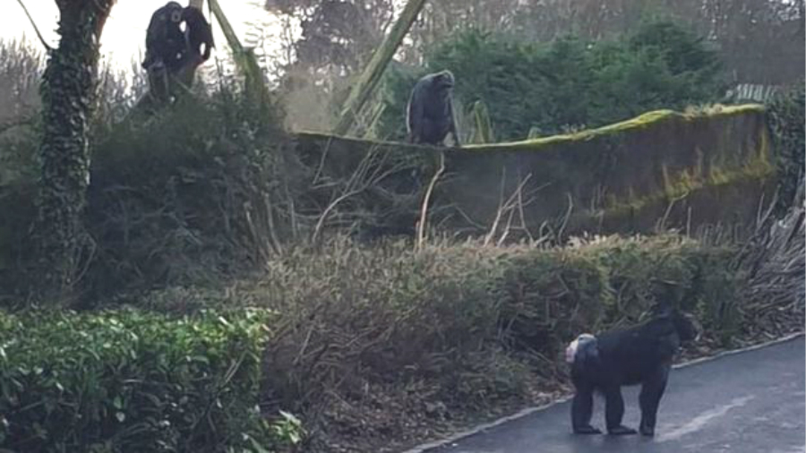 動物園黑猩猩用樹枝造梯翻牆逃跑。網上圖片