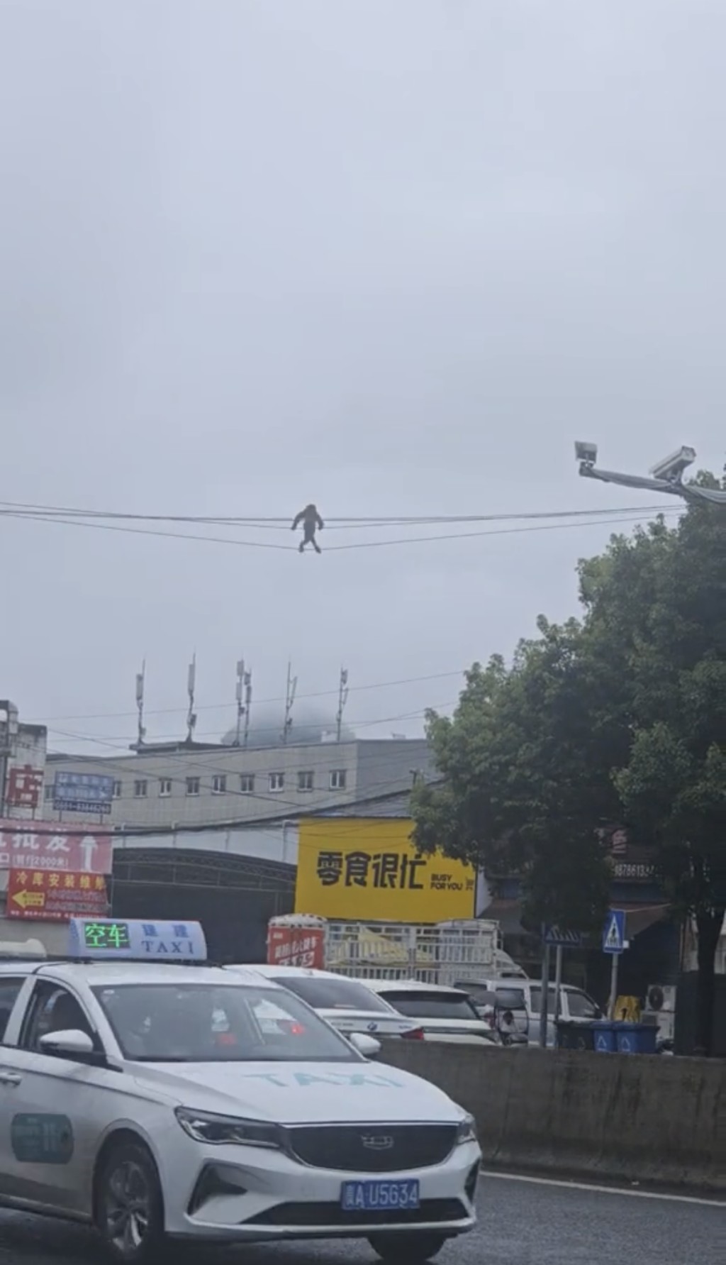 貴陽街頭驚現馬騮高空走電線。抖音@咕科科