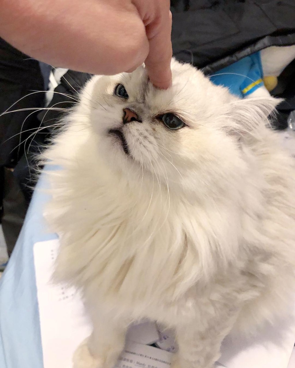 仲有篤MOOMOO額頭仔。