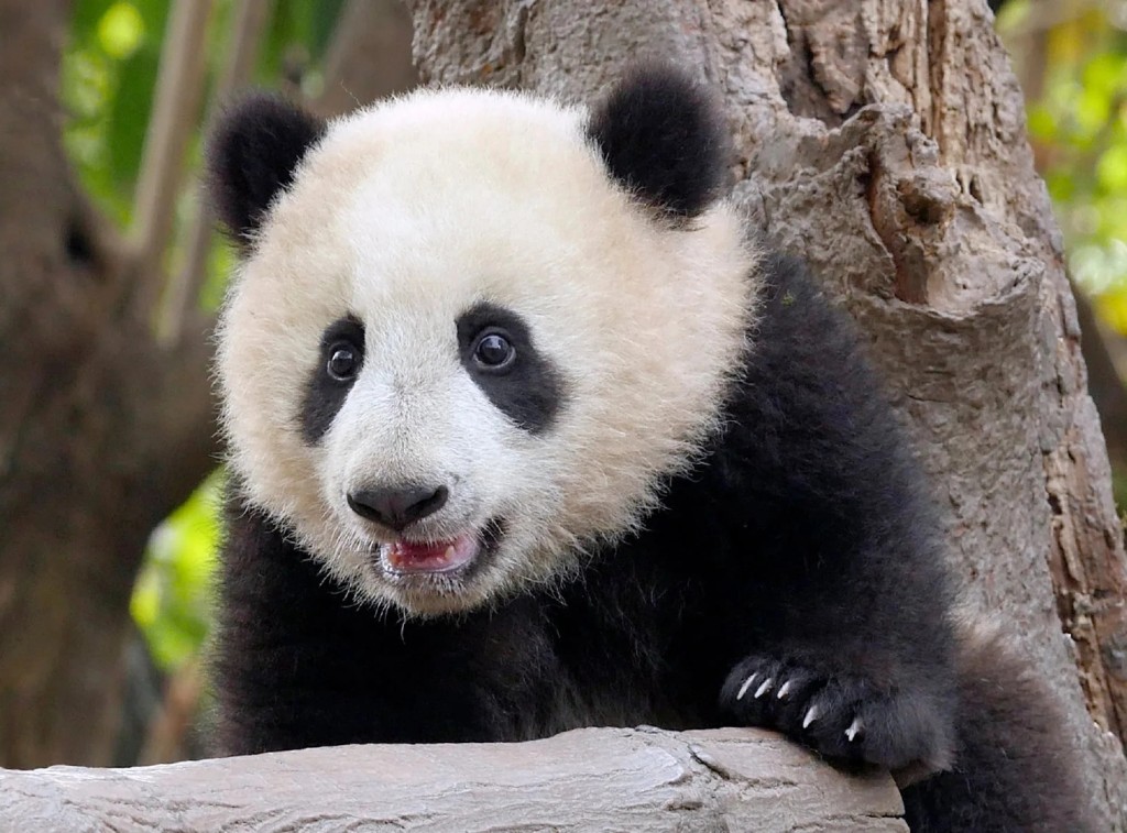 大熊猫「香果」２月10日因病救治无效离世。