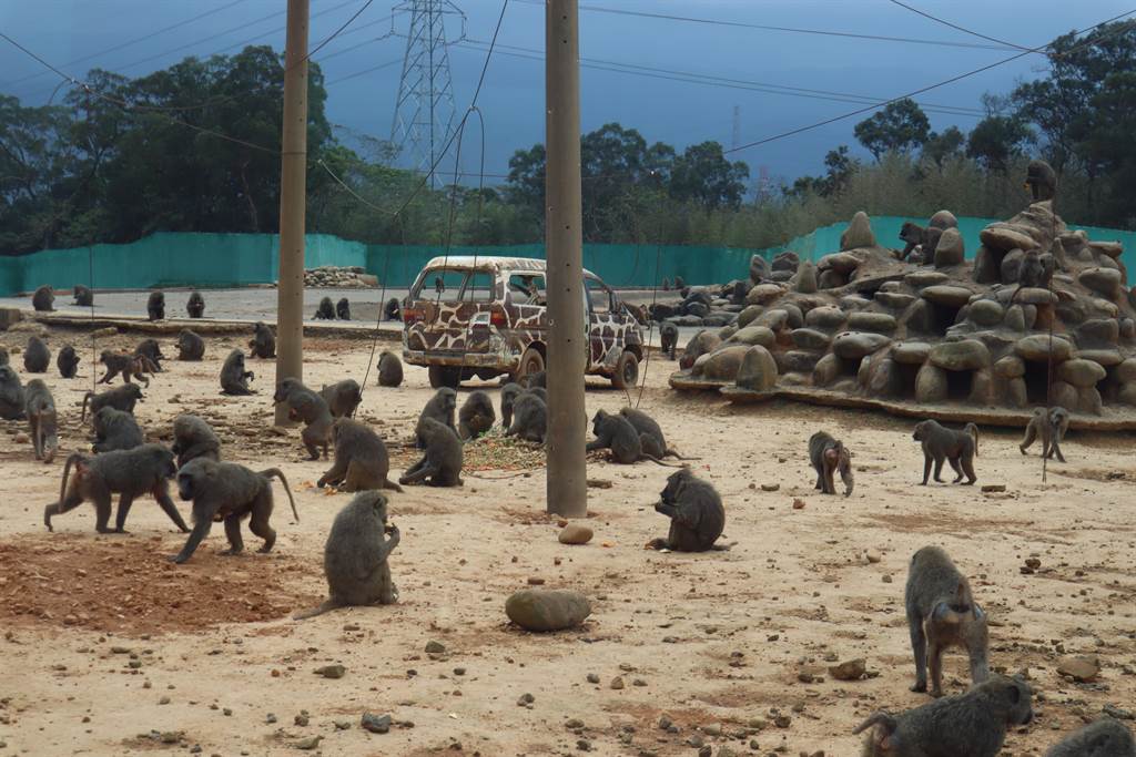 在桃園街頭出現的東非狒狒一度被懷疑是來自六福村野生動物園。(中時新聞網)