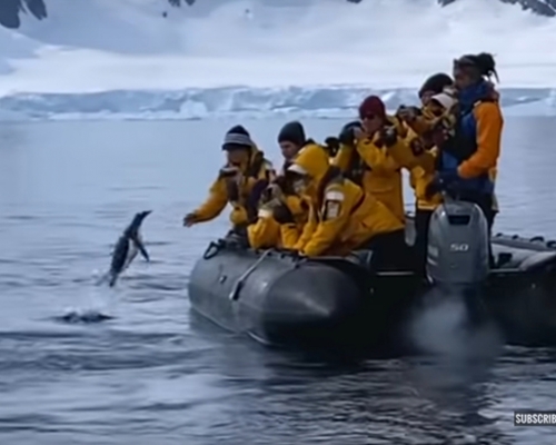 南極企鵝為躲避虎鯨捕獵，一躍而起跳上遊客橡皮艇。(網圖)