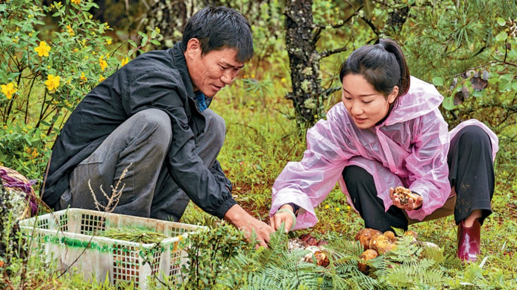 民眾在雲南大理採集牛肝菌。 