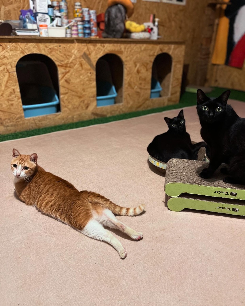 在貓貓陪伴下放鬆一小時，空間不大所以會控制人數， 每組客人都能享受片刻寧靜。（圖片來源：《親子王》）