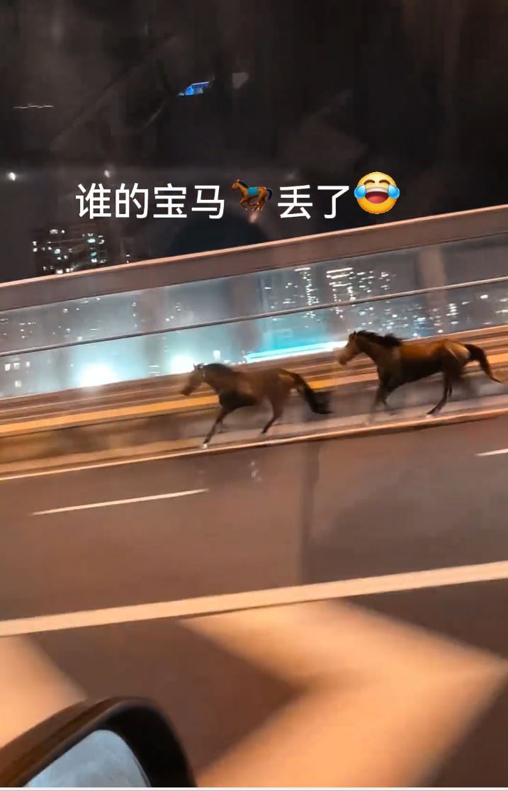 2匹熱血小馬在國慶日晚上玩轉蘇州鬧市。抖音