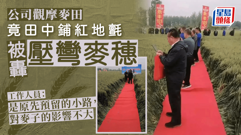 麥田觀摩會「鋪紅地氈」被炮轟踩踏麥子，農業部門介入調查。