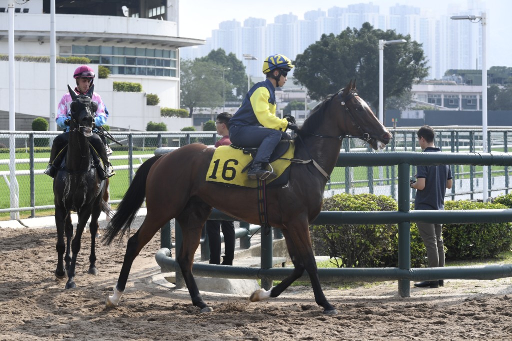 「天時明駒」周三晚列陣贏馬路程，負一二七磅不算重，臨場跑出水準，應屬爭勝分子。