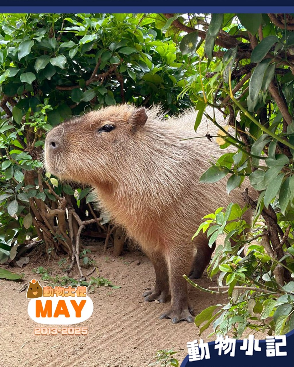 海洋公園指水豚「阿May」由於衰老至無法逆轉，獸醫團隊決定讓牠決定無痛離開。