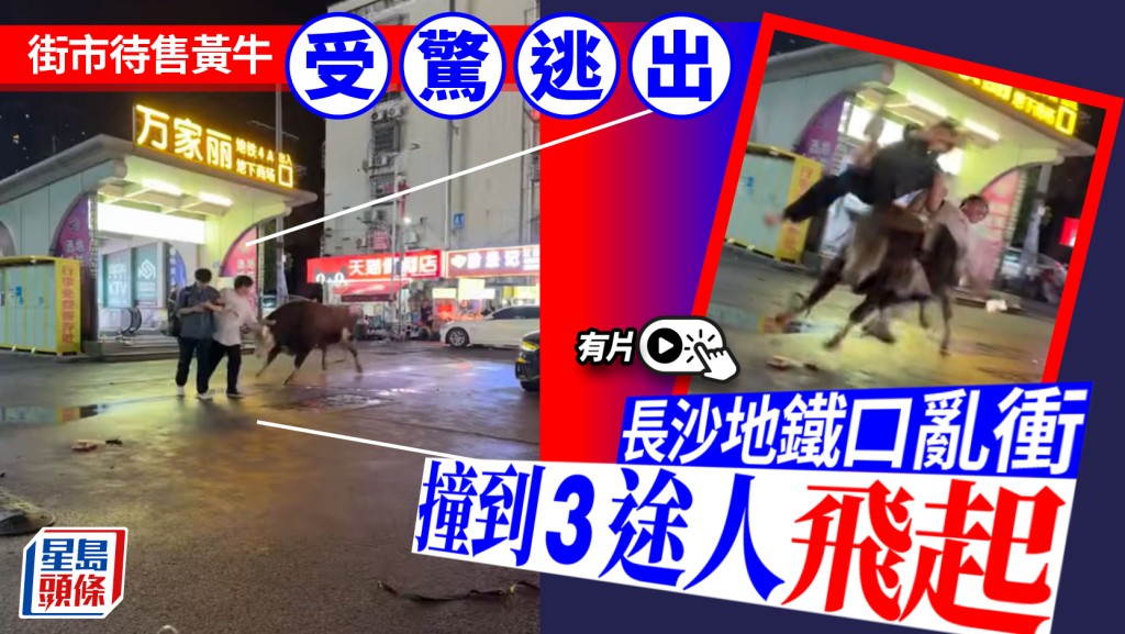 湖南長沙地鐵口有黃牛受驚狂奔，3名途人遭撞到飛起。