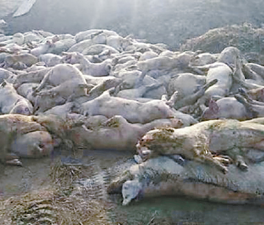 ■非洲豬瘟失控會令豬農損失慘重。  網上圖片