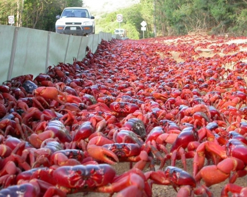 当局设立围篱，引导红蟹往经安全的道通爬向海边。互联网图片