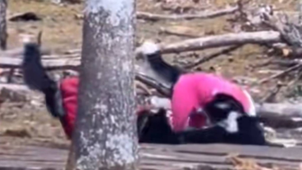 寵物狗撕咬玉龍雪山居民的羊羔。