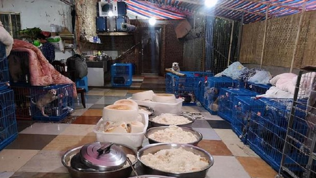 重慶六旬老婦收養1300多隻動物。網上圖片