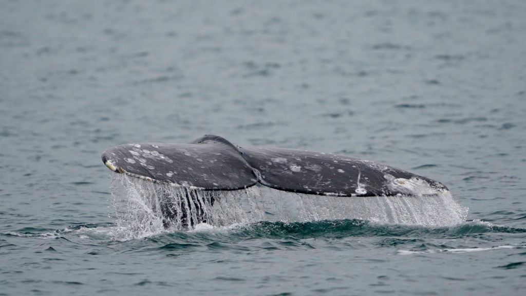 灰鯨在18世紀遭人類大量獵殺，被學界認定已在大西洋滅絕。美聯社
