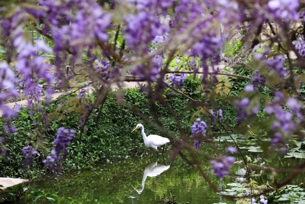 白鹭在紫藤旁边的荷花池觅食，极具诗意。