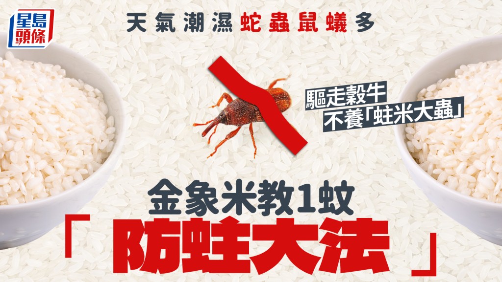 潮湿日子蛇虫鼠蚁多 金象米教1蚊「防蛀大法」驱走谷牛不养「蛀米大虫」