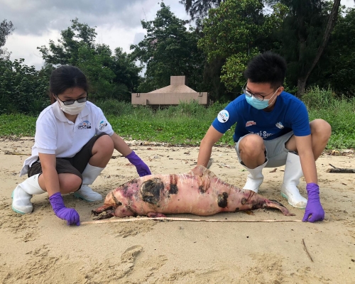 一條白海豚陳屍在沙灘上。香港海洋公園保育基金提供