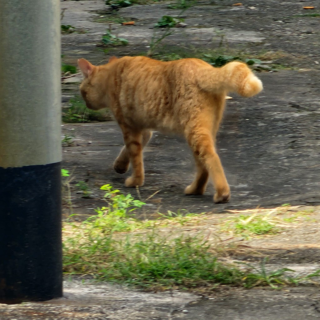据估计被政府收地的锦田南乡村，有多达50只村猫在村内随处走动。(宠爱家提供)