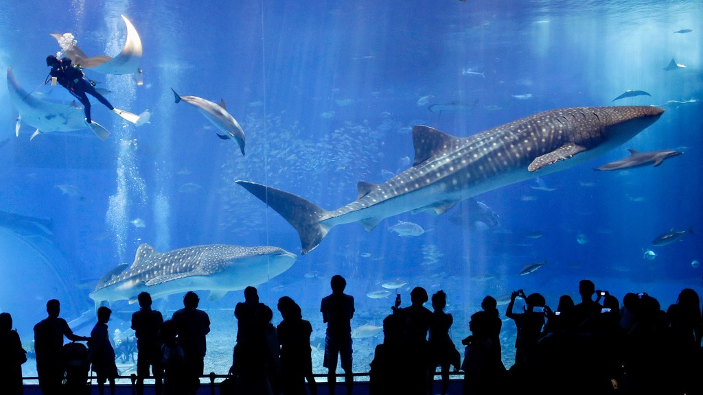 沖繩著名景點美麗海水族館。 美聯社