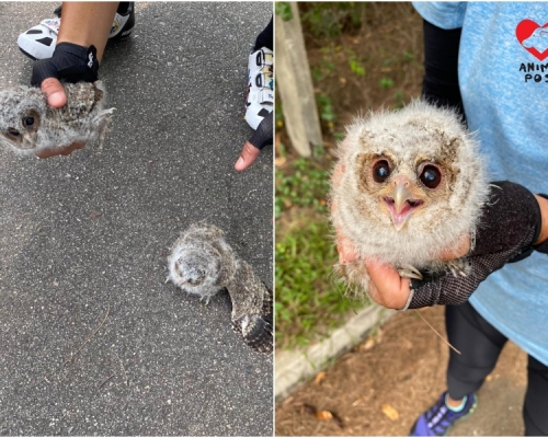 《香港動物報》圖片。