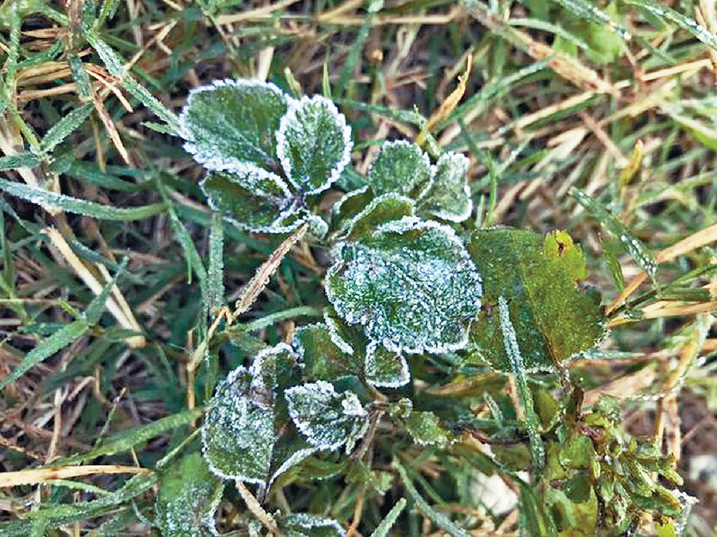 ■網民在fb分享在坪輋攝得的植物結霜照片。