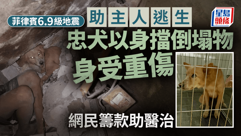 菲律賓6.9級地震｜忠犬以身護主受重傷 網民讚「真英雄」籌款助醫治