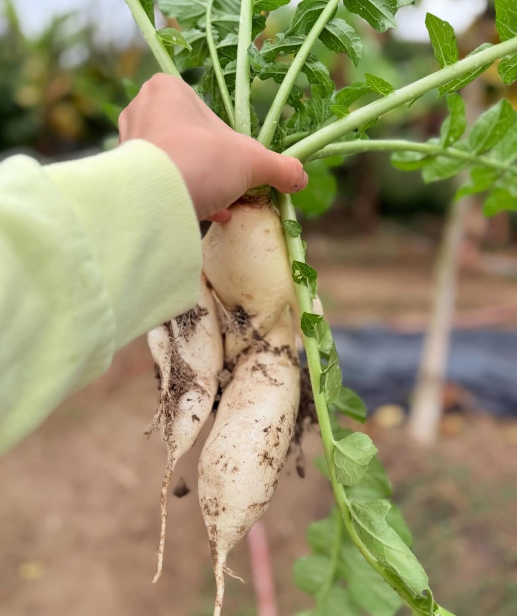 在田園裏親自挑選及與孩子親手拔蘿蔔。（圖片來源：《親子王》）
